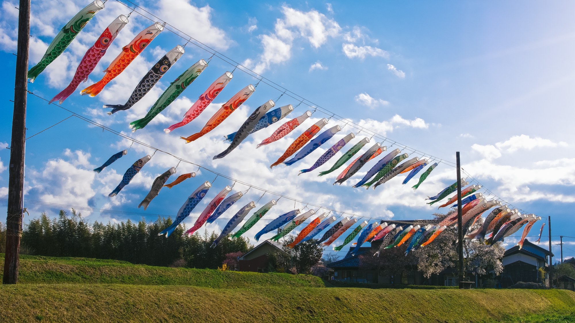 Koinobori — the carp streamers that tell you it’s almost Children’s Day