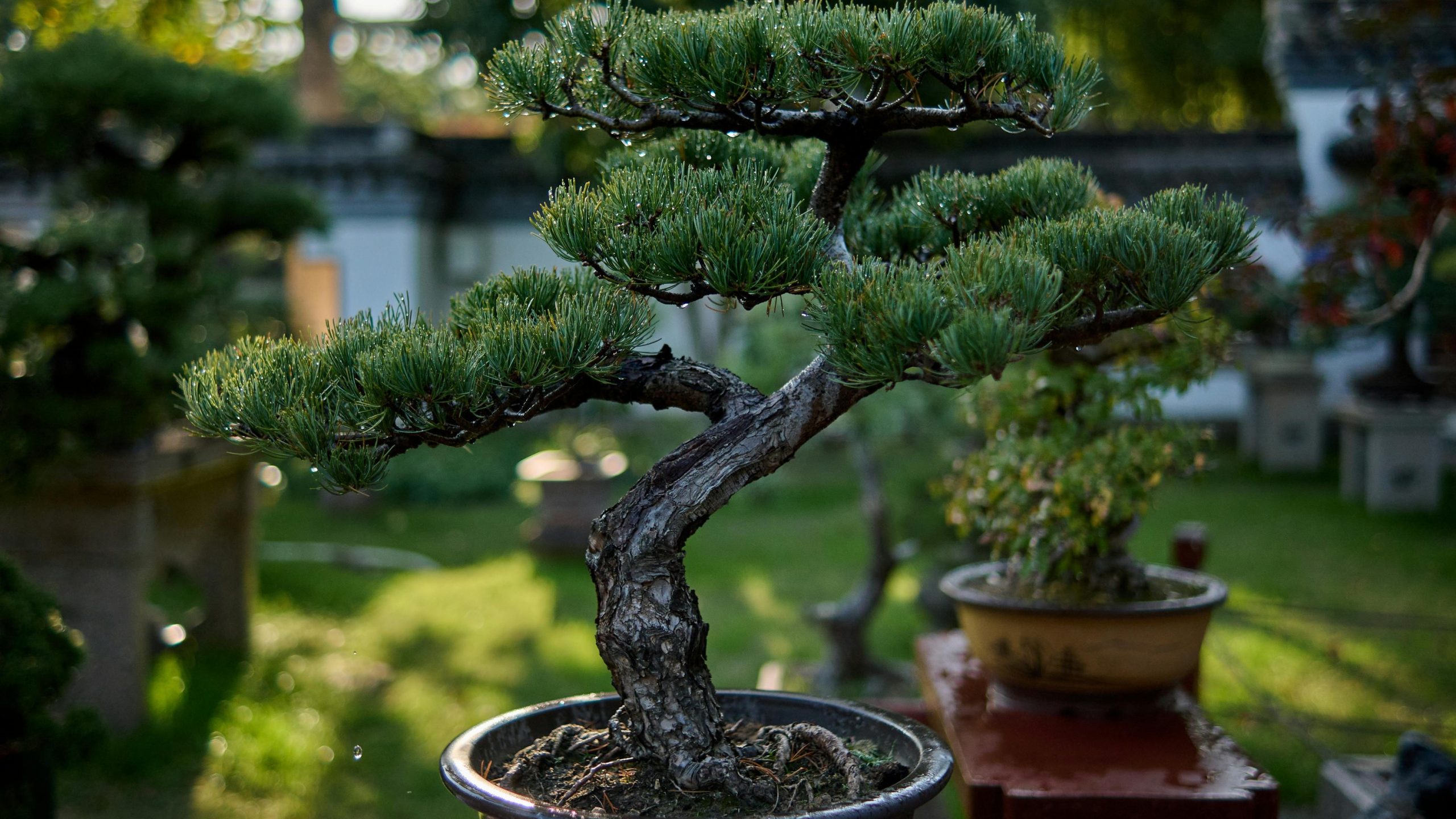 Bonsai Meaning — what 100-year tree training actually requires