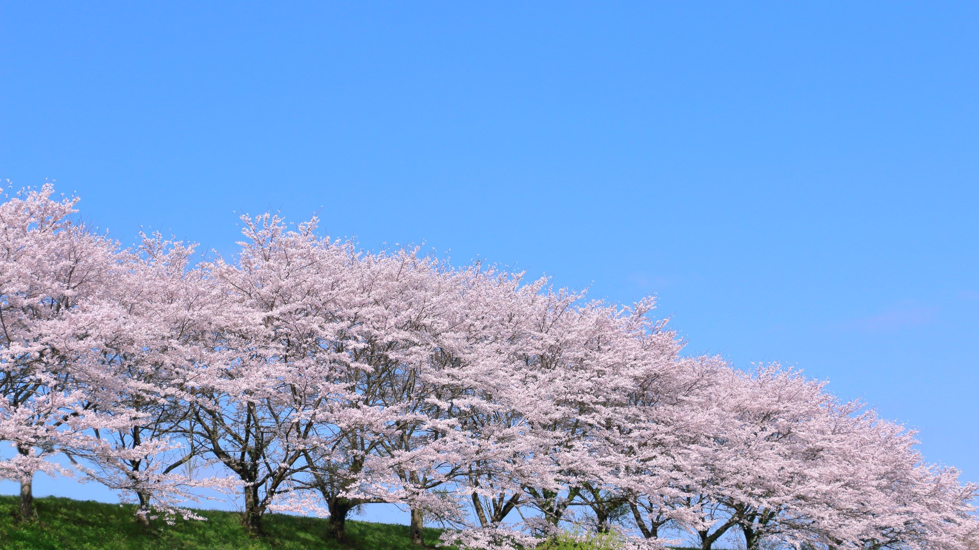 Hanami — the picnic that organizes a culture’s spring
