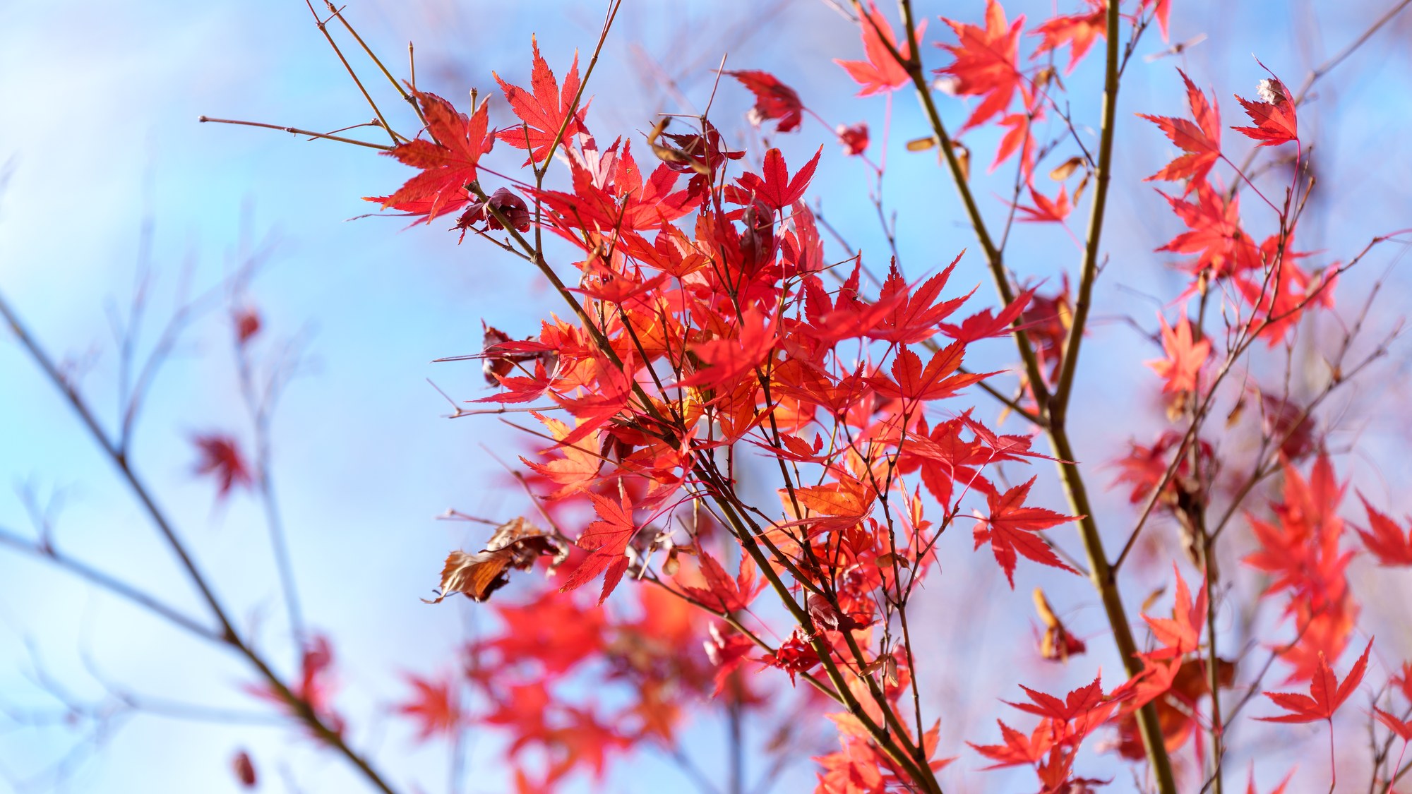 Momiji — the autumn maple that mirrors hanami in reverse
