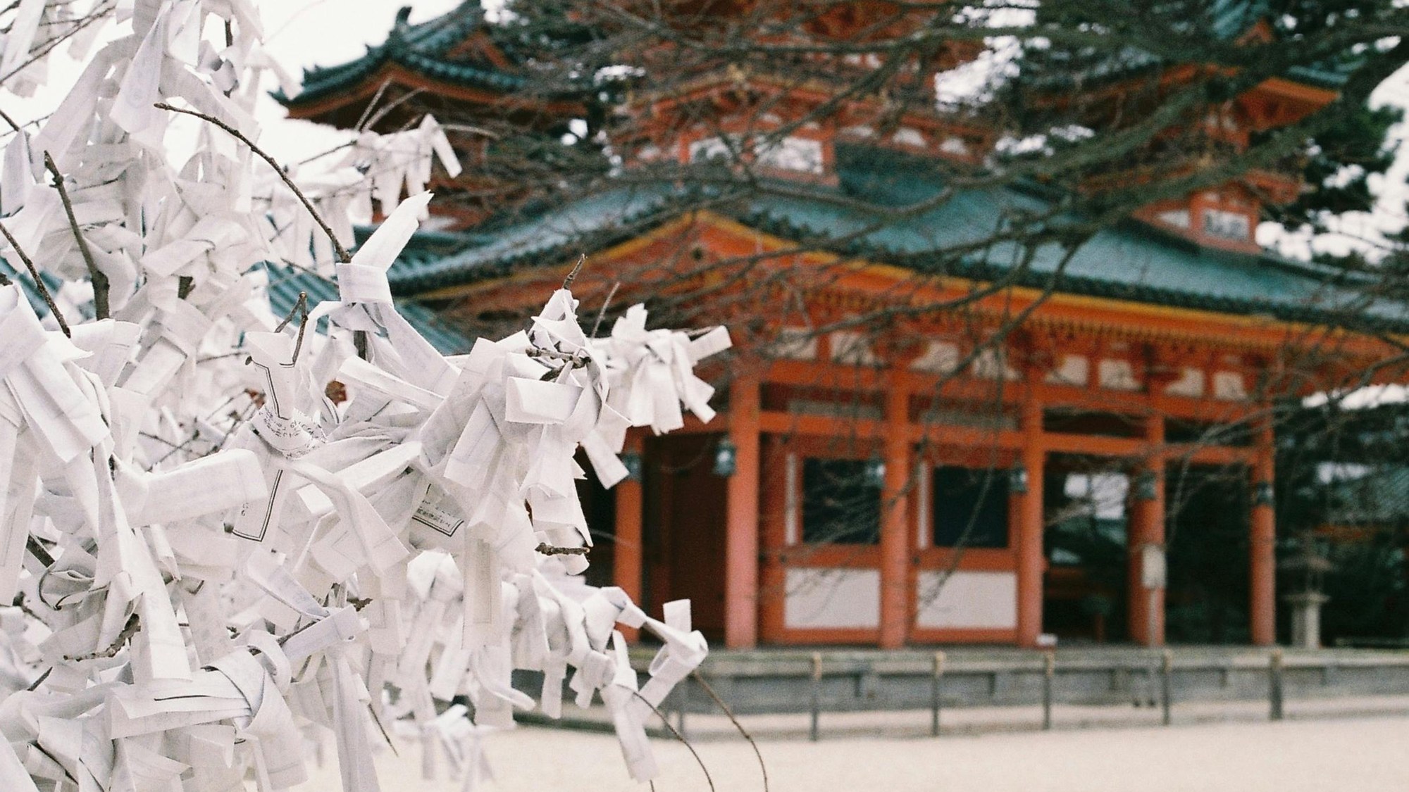 Omikuji — the slip of paper that tells you your year