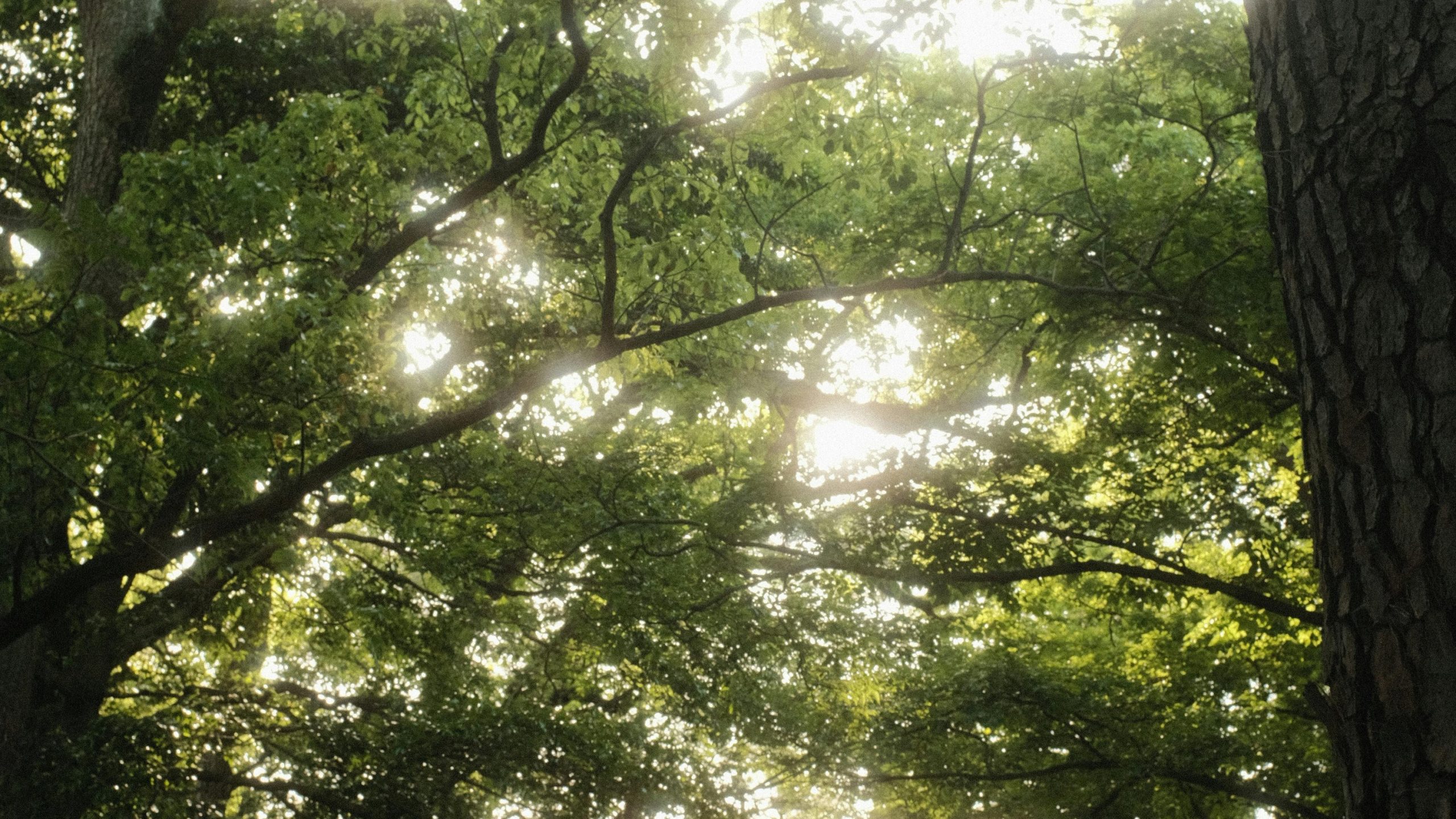 Shinrin Yoku — what forest bathing actually means in Japan